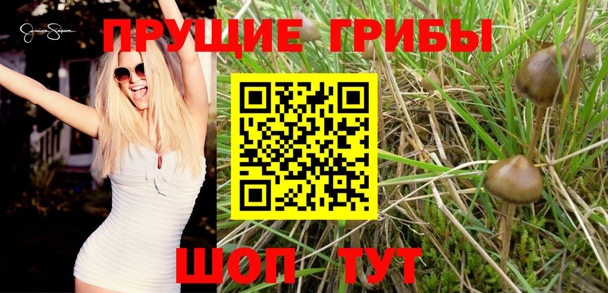 Галлюциногенные грибы Cubensis Петровск